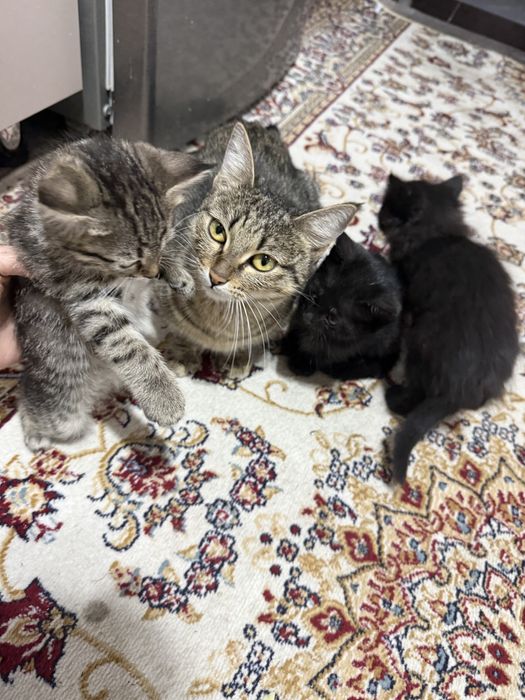 Отдам котят ! В добрые руки ! Домашние