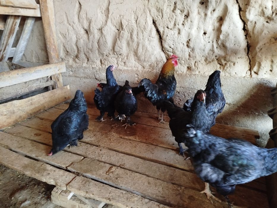 Тауық сатылады  5000 нан штугы