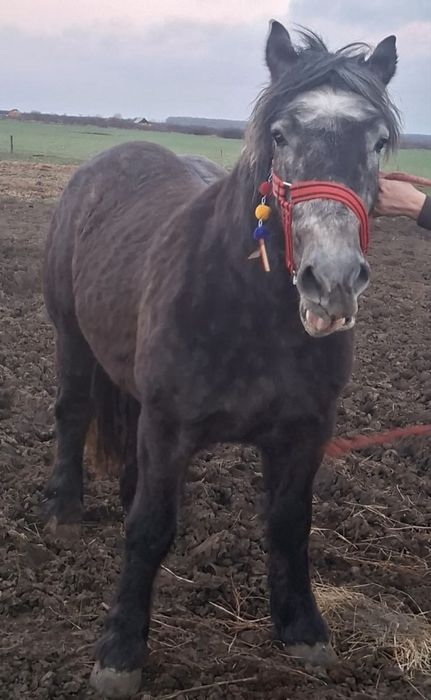 Vand manza de trei ani sange rece polonez cu pedigre
