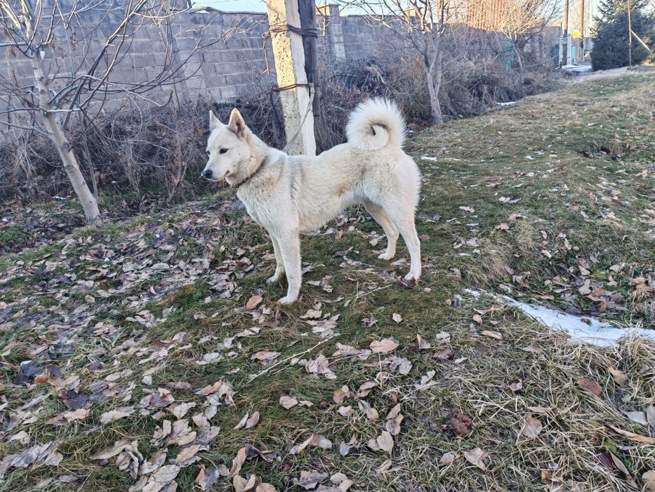 Продам лайку зсл