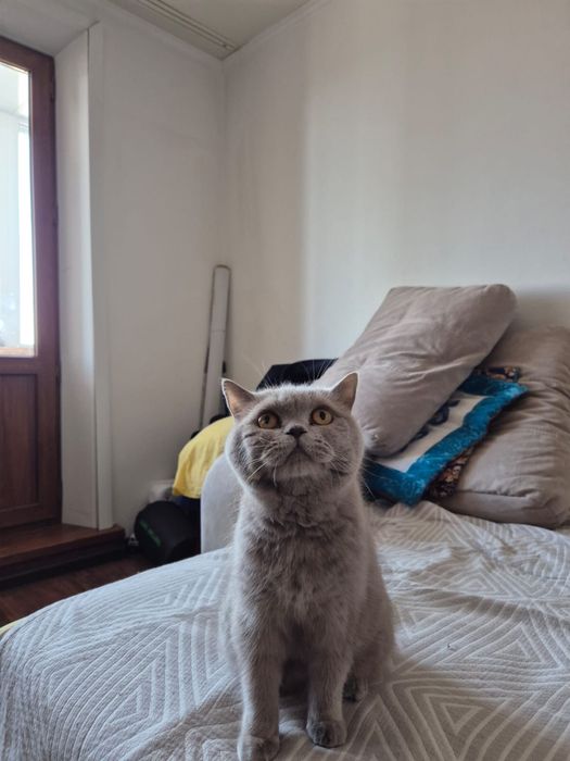 Отдам в добрые руки