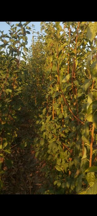 Саженцы. Жемыс талдар