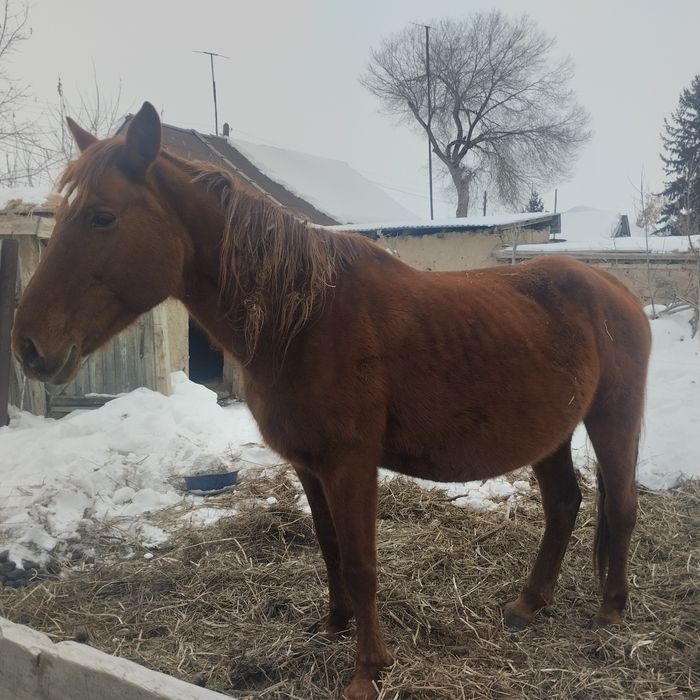 5 ту бие сатылады