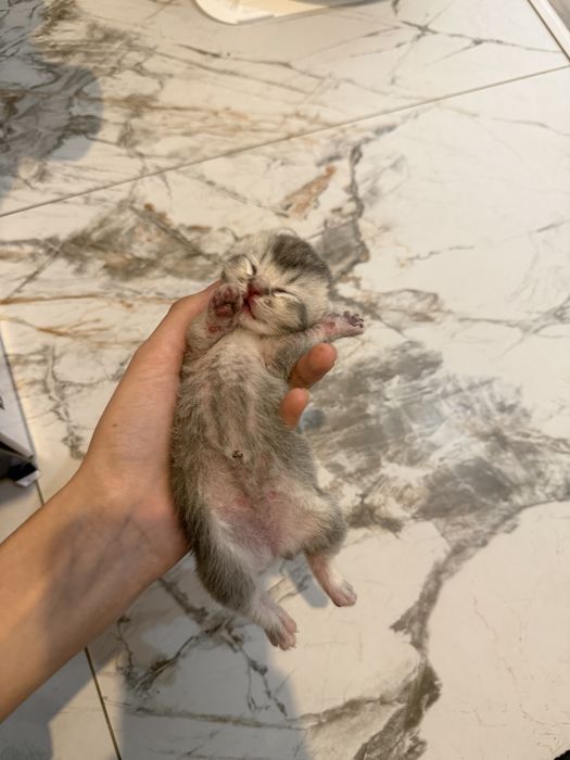 Бронь на скотиш фолд