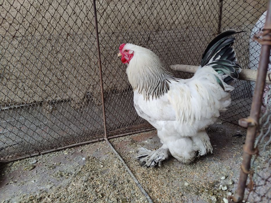 Қораз брама - петух брама