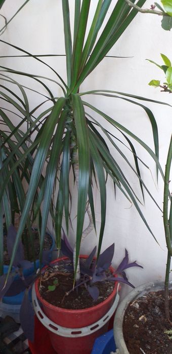 Planta Dracaena de birou