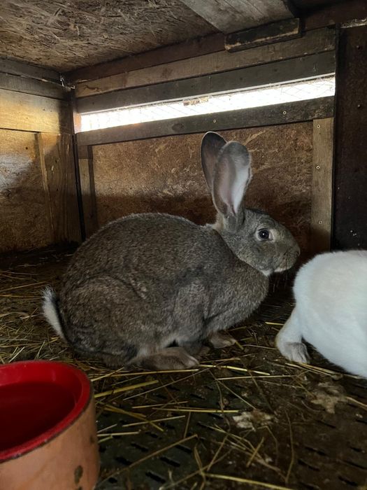 Vând iepuri rasa de carne