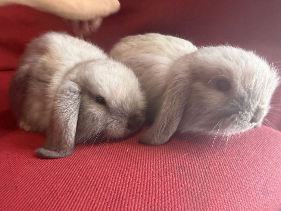 Vand pui de iepure berbec pitic holland lop