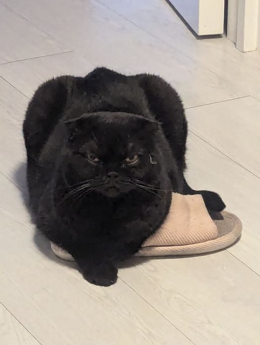 Кошка вислоухая Шотландия