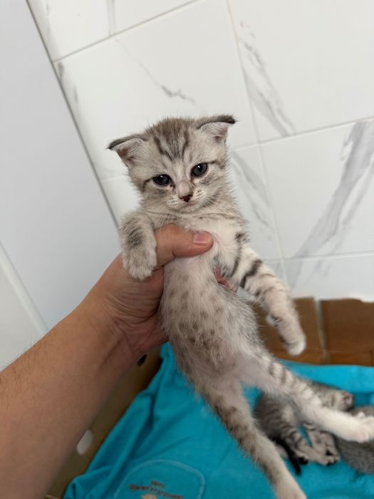 Котята вислоухие