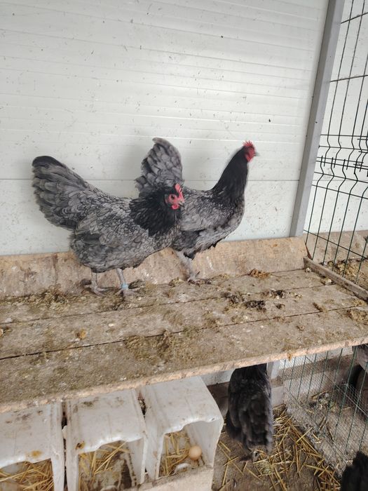 Vând găini Australorp albastru și negru