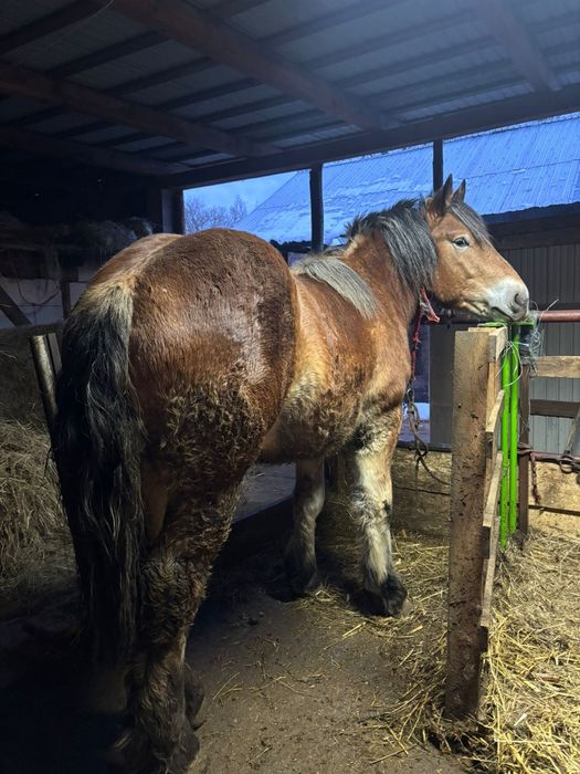 Vând,  sau schimb cu cal sport.