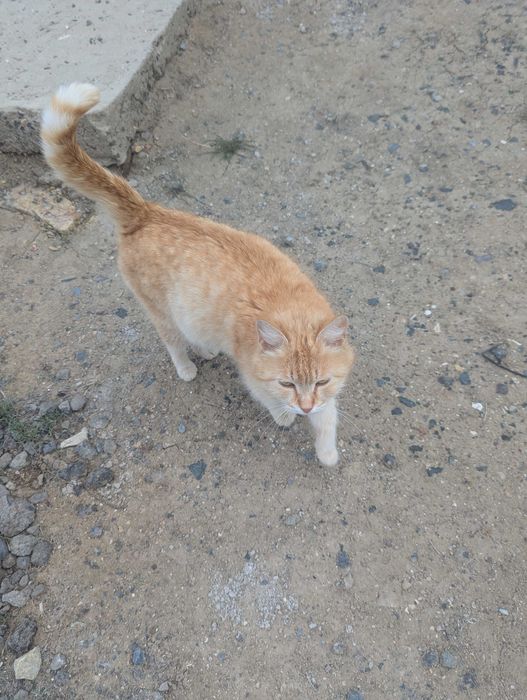 Кошка, рыжая, отдам в хорошие руки