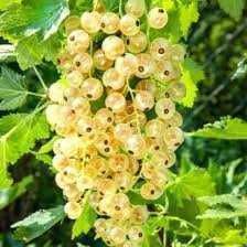 Butas (Răsad) de Strugurasi/ Coacăz roșu - Jonkheer van Tets Coacăze negru - Ben Nevis si Coacăze alb - White Pearl, pt plantat