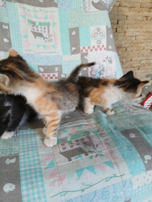 Adoptii pui pisica