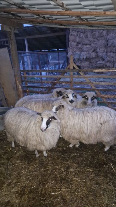 Oi de frumoase de vânzare