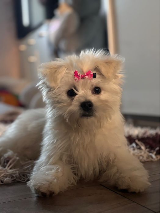 Vând  câine bichon