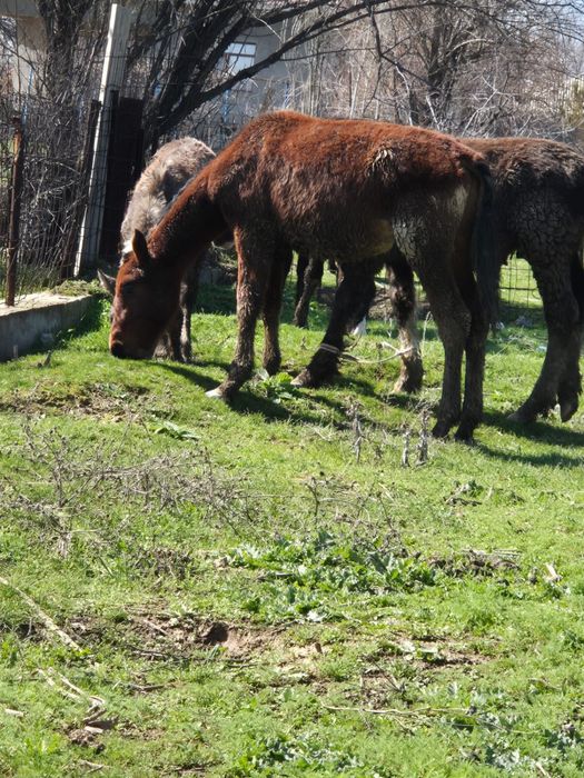 4 бас тай сатылады еркек