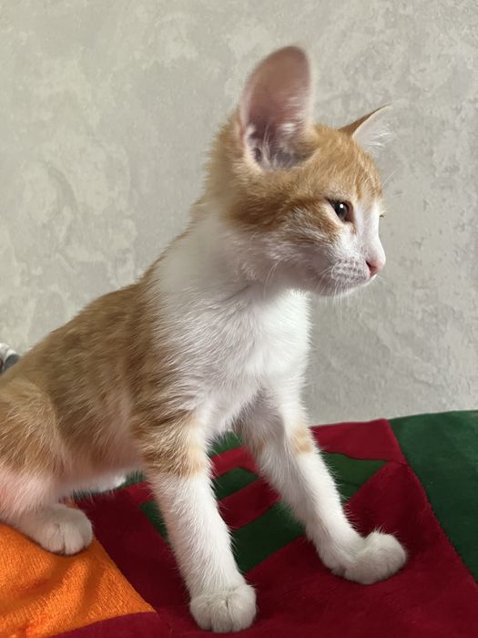Котик кошка красивый