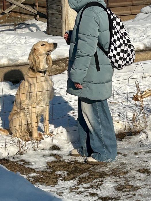 Отдам в хоршие руки ТАЗЫ