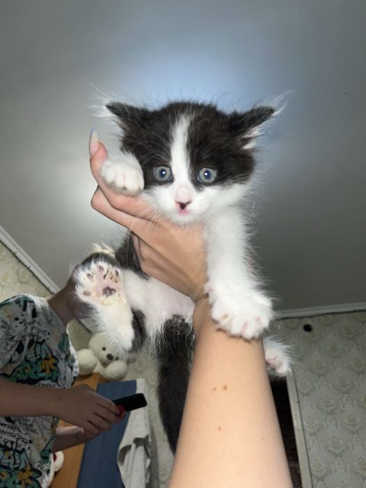 Отдам котенка в доьрые руки