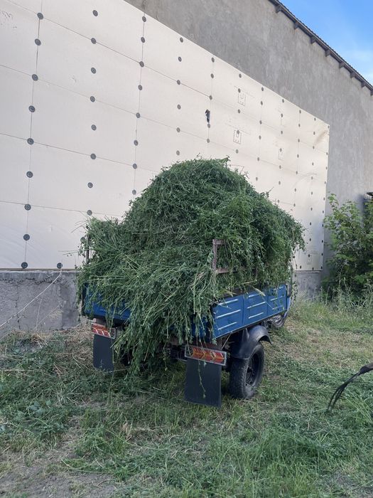 Муравей мотороллер
