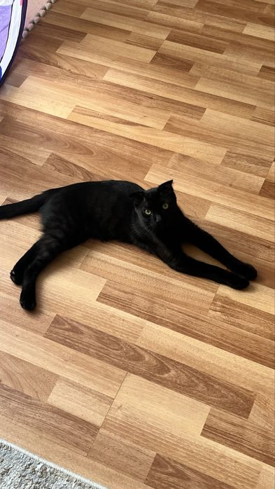 Вислоухий котенок