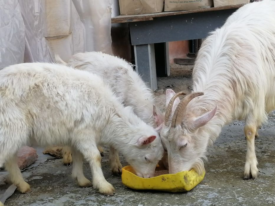 Ешкілер сатылады сауынды ешкілер