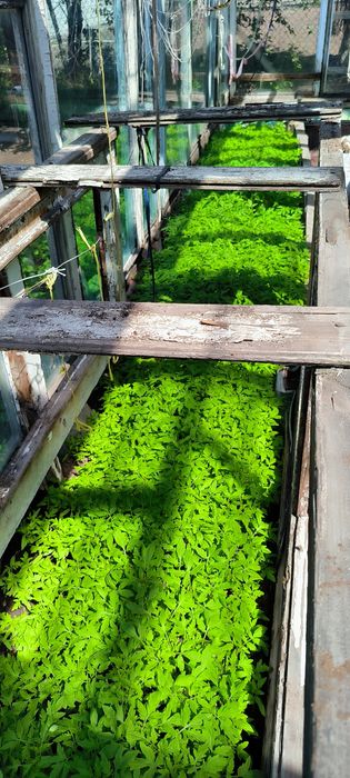 Продам рассаду помидор хороший сорт