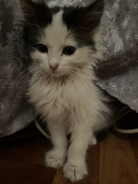 Отдам котенка в добрые руки