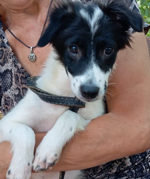 Мальчик Звоночек