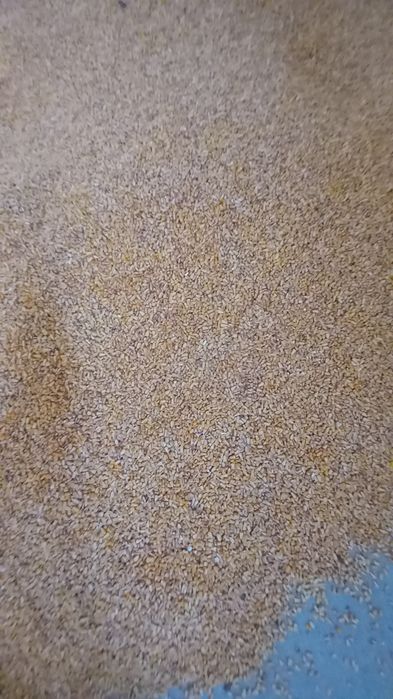 Porumb de vanzare aproximativ 10t