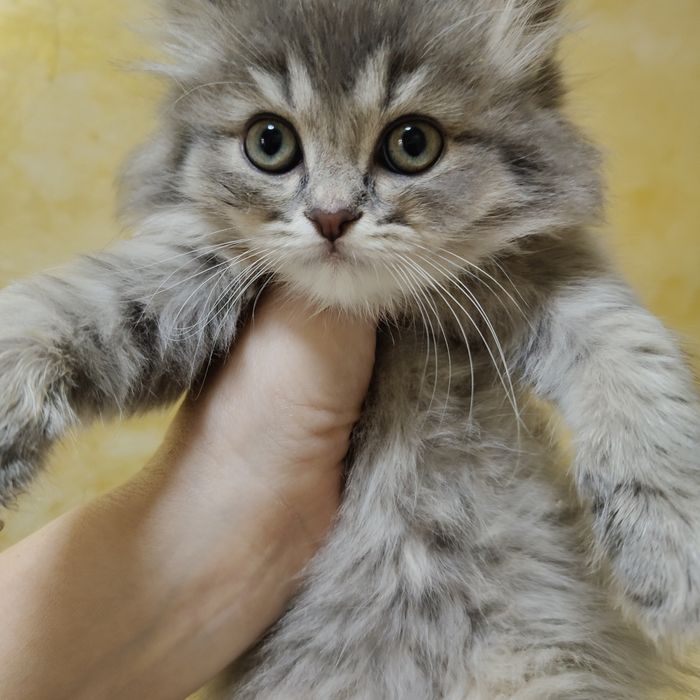 Мраморные Котята Британцы