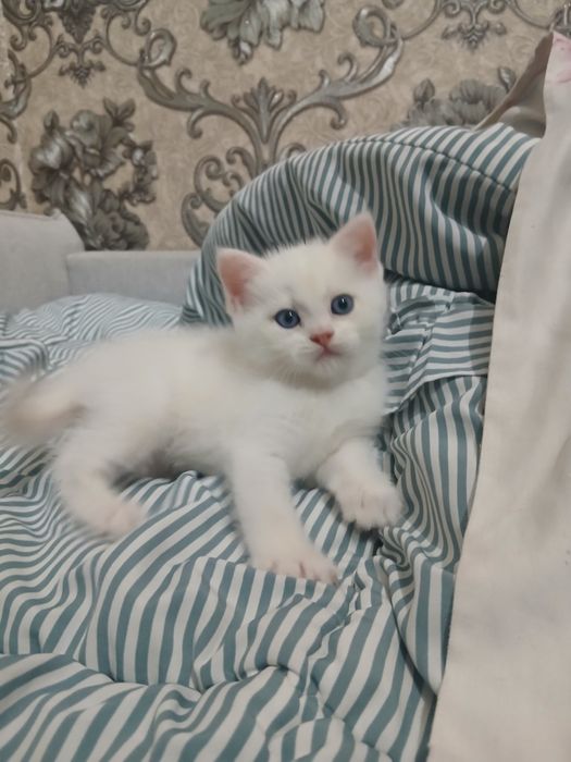 Продаётся котята