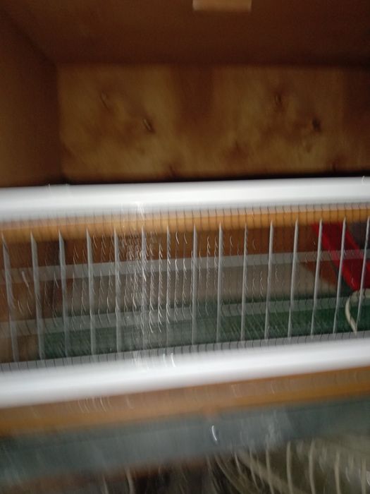 Брудер для цыплят