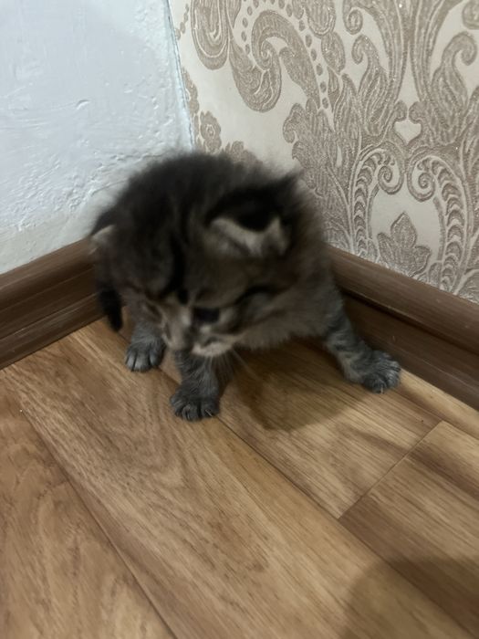 Отдам в добрые руки