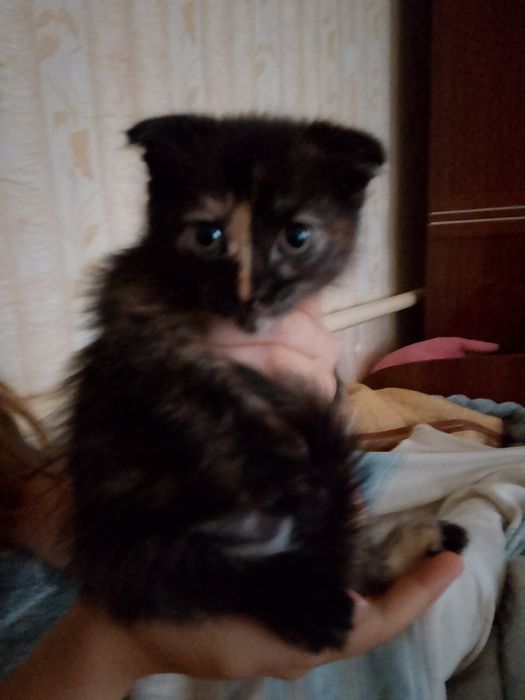 Отдам Котят вислоухих !