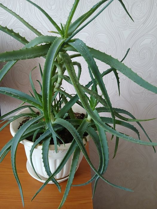 Древовидное лечебное алоэ