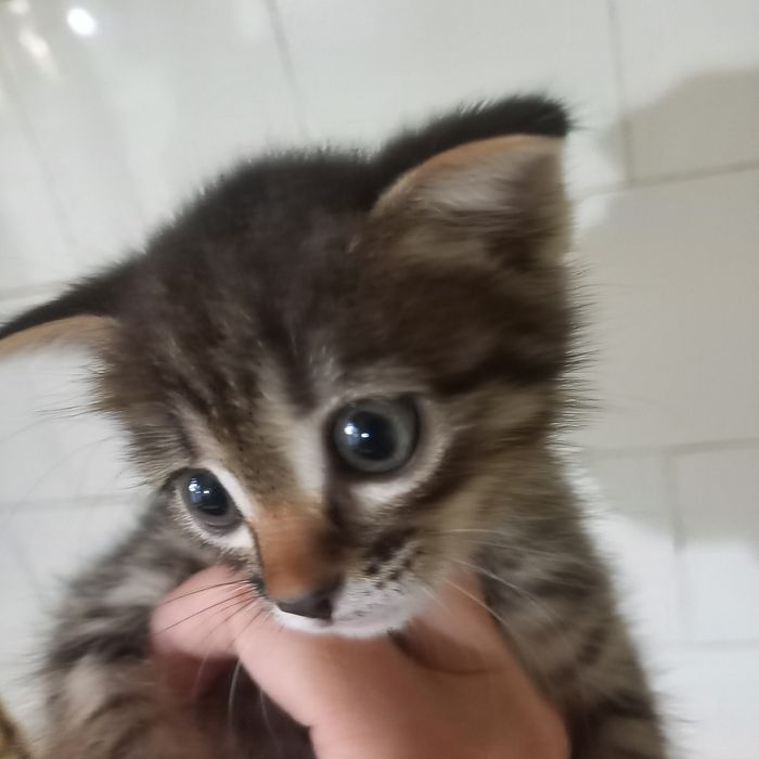 Вислоухие котята один мес мальчик и девочка