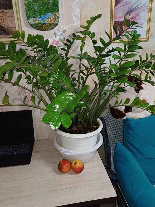 Замиокулькас долларовое дерево