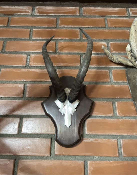 Продам декоративные рога