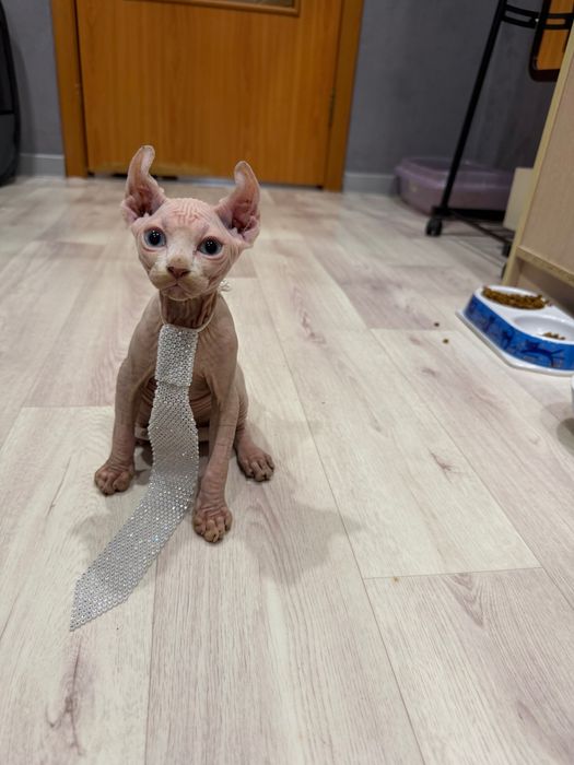 Шикарный сфинкс эльф