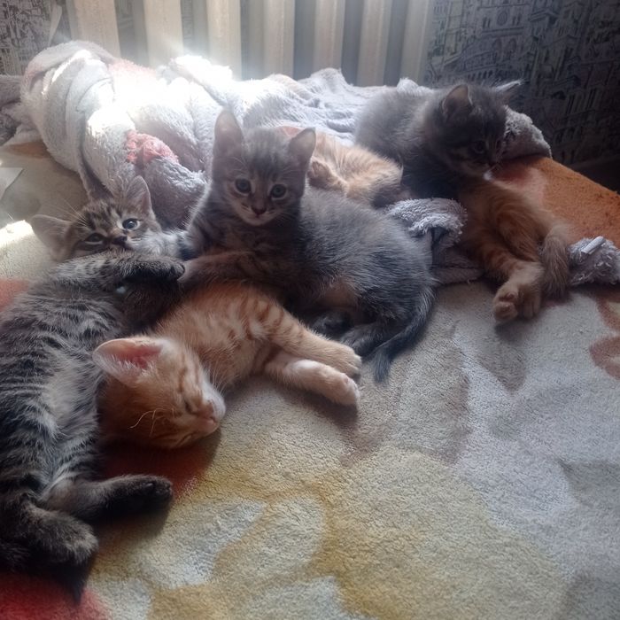 Отдам в хорошие руки