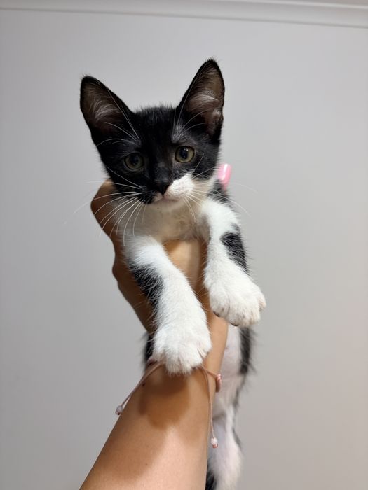 ofer spre adoptie 2 puiuti de pisicuta,o fetita si un baiatel
