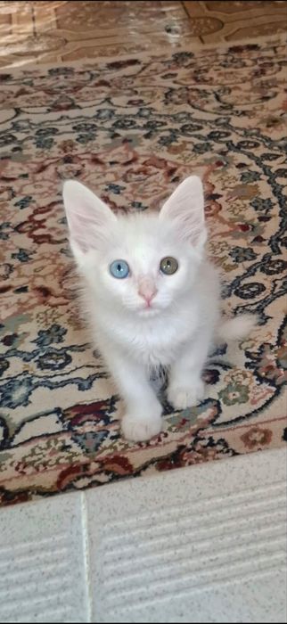 Продам котенка мальчик