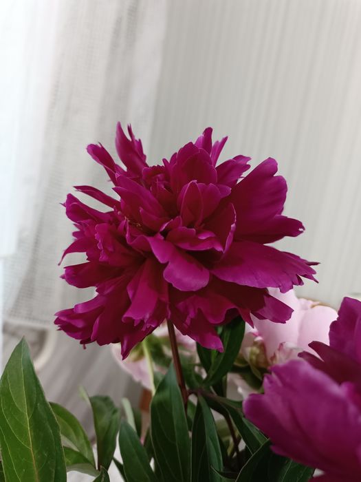 Продам саженцы многолетников