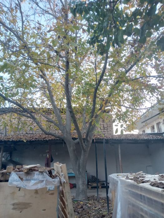 40 йиллик ёнгок, срочно