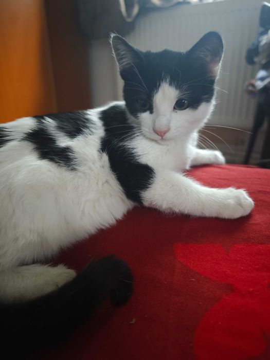 Adopție pisici 2 luni