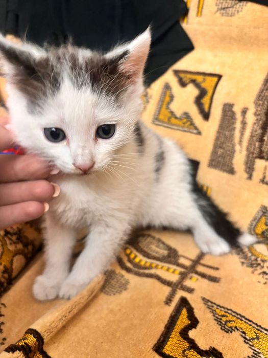 Котенок в добрые руки