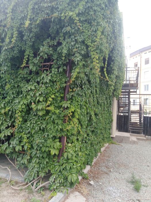 Дикий виноградтын ормелеп осетин гулдин налерин сатаман